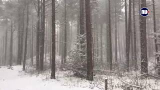 Sneeuwval op Terschelling kleurt bos wit [upl. by Katha238]