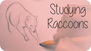 Studying Raccoons  Sketching [upl. by Aivizt673]