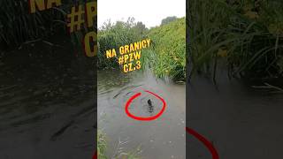 Deszcze niespokojne 🌧️ łowimy dalej 🎣 Na Granicy PZW cz3 fishing wildlife river [upl. by Nelli708]