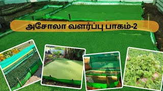 Azolla வளர்ப்பு பாகம் 2 [upl. by Andre]