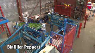 Burg Machinery  Bin filler bell peppers [upl. by Yael]