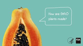 Agricultural Biotechnology How Are GMO Plants Made [upl. by Eicam]