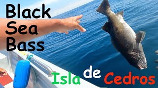 No Mames Black Sea Bass Fishing with Toro in Cedros Island [upl. by Ezar]