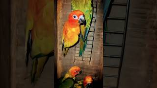 Sun Conures are mesmerized by Anything 2025 [upl. by Aham72]