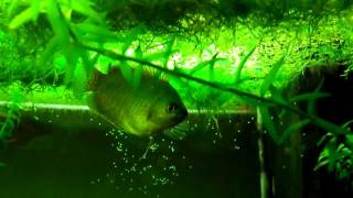 Accoppiamento Colisa lalia  dwarf gourami mating secondo video [upl. by Eekorehc]