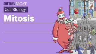 Mitosis Cell Division amp Stages Explained Full Lesson  Sketchy MCAT [upl. by Korwin299]