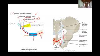 Gluteal region and Hip [upl. by Neom]