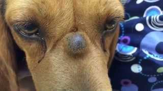 PUScam K9 with sebaceous cyst lanced on bridge of nose in SloMo [upl. by Bogosian]