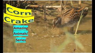 Corn Crake facts 🦆 Corncrake 🦆 Landrail 🦆 [upl. by Eatnohs]