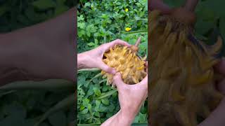 Rollinia harvest trending viralvideo chinese hindi malayalamtamilreels fruits fruitcutting [upl. by Uoliram]