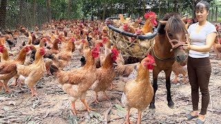 Harvesting Many Chicken Goes To The Market Sell  Raising Chickens and Ducks with corn [upl. by Daphene]