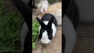 Cute Bunnies Enjoying Apple Slices shorts cute bunny rabbit asmr apple [upl. by Ramed]