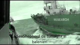 La SeaShepherd in azione contro i balenieri [upl. by Rolph]