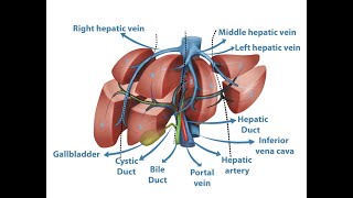 Anatomy of Liver segments 1 Part iii [upl. by Mcguire868]