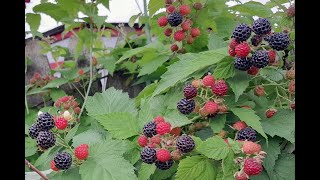 Black Raspberry Rubus occidentalis [upl. by Irakab835]