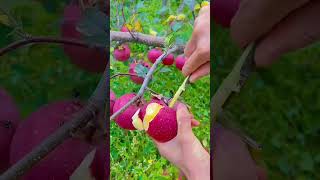 How to tell when apples are ready to harvest  Hand Picking thousand Of Apples [upl. by Santoro]