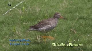 Tureluur  Tringa totanus  Common Redshank [upl. by Jillane]