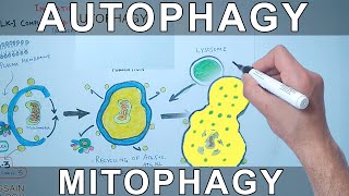 Autophagy Mechanism  Mitophagy [upl. by Daisi]