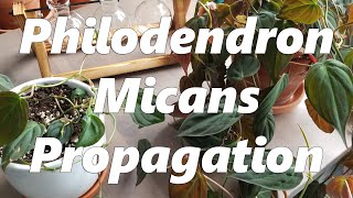 Philodendron Micans Propagation [upl. by Krell]