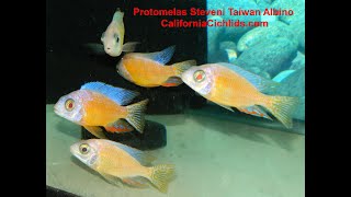 Protomelas Steveni Taiwan Reef Albino [upl. by Dominy]