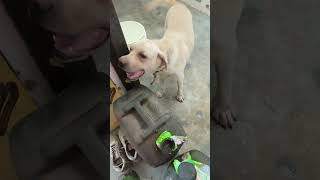 Aarju jhuth hai 🌹dog dogshorts doglover doglovers [upl. by Wilhelmine]