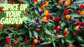 Do you want a colorful garden Try planting ornamental peppers that are both lovely and delicious [upl. by Namara]