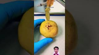 caterpillars in oranges experiment fruit sweet animation foryou shorts rottenmandarin [upl. by Yahska164]