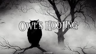 OWLS HOOTING SOUNDS NO COPYRIGHT  XAVIERRA [upl. by Nera]