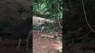 Peahen peahenssound peacock jungle nature [upl. by Dayiz]