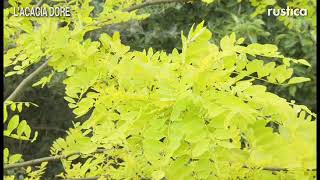 Lacacia doré Robinia pseudoacacia Frisia [upl. by Randene]