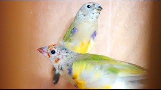 Gouldian Finch Babies Getting Their Adult Colours  Adorable [upl. by Eiramoj]