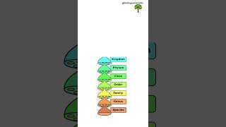 Taxonomic Categories of Man Mango Wheat and Housefly [upl. by Odnesor823]