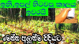 බෝංචි වගාවට නිවරදිව නුල් අදිමුTo grow beanssl Rasadhara [upl. by Aicnarf]