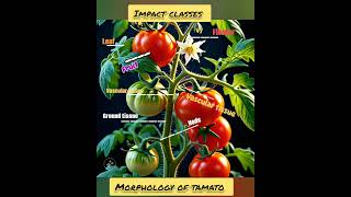 Morphology of tamato botany neet biology pw boardexam [upl. by Vickie131]