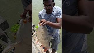 எப்படியோ போராடி மேல தூக்கிட்டேன் big Rohu Fish shorts ball sat fishing [upl. by Guthrey]