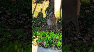 Funny Deer in Maryland shorts funny funnyshorts deer animals usa [upl. by Eniarol]