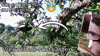 Wendehals Nistkasten Ein Star besucht den Kasten 😎 [upl. by Ume]