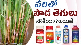 varilo pamupoda thegulu  Sheath blight వరిలో పాము పొడ తెగులు నివారణ [upl. by Norby]