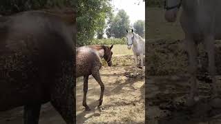 beautiful horse horsenezabazi horsedance cavalo horse equitacion horseracing caballos horsespo [upl. by Marianna521]