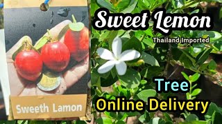 Sweet Lemon Plant Thailand ImportedOnline Delivery All india ☎️8918494093 sweetlemon [upl. by Ezzo]