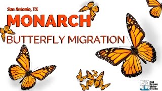 Monarch Butterfly Migration through San Antonio [upl. by Smart]