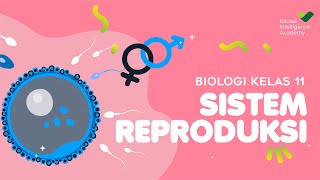 BIOLOGI Kelas 11  Sistem Reproduksi PART 1  GIA Academy [upl. by Ahmed163]