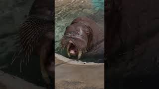 Male Walrus Practices Vocalizations [upl. by Ainimre]