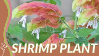 Growing and Understanding SHRIMP PLANT Justicia brandegeeana 🦐🌱🌱 [upl. by Nayrbo]