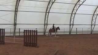 Haflinger Pip Working Equitation  Ease of Handling [upl. by Gibbie]