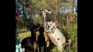 The Goats eating Sheoakshortsaustralianminigoats [upl. by Ignatzia]