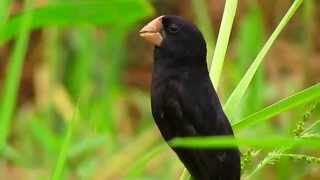 Nicaraguan seed finch Oryzoborus nuttingi Boat video [upl. by Artenal373]