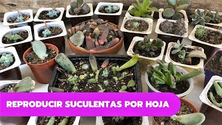 COMO REPRODUCIR SUCULENTAS POR HOJA  Propagar suculentas fácil y rápido [upl. by Euginom]