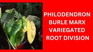 PHILODENDRON BURLE MARX VARIEGATED ROOT DIVISION [upl. by Wyck621]