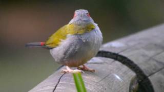 Redbrowed Finch Neochmia temporalis  3 [upl. by Nnylkoorb]